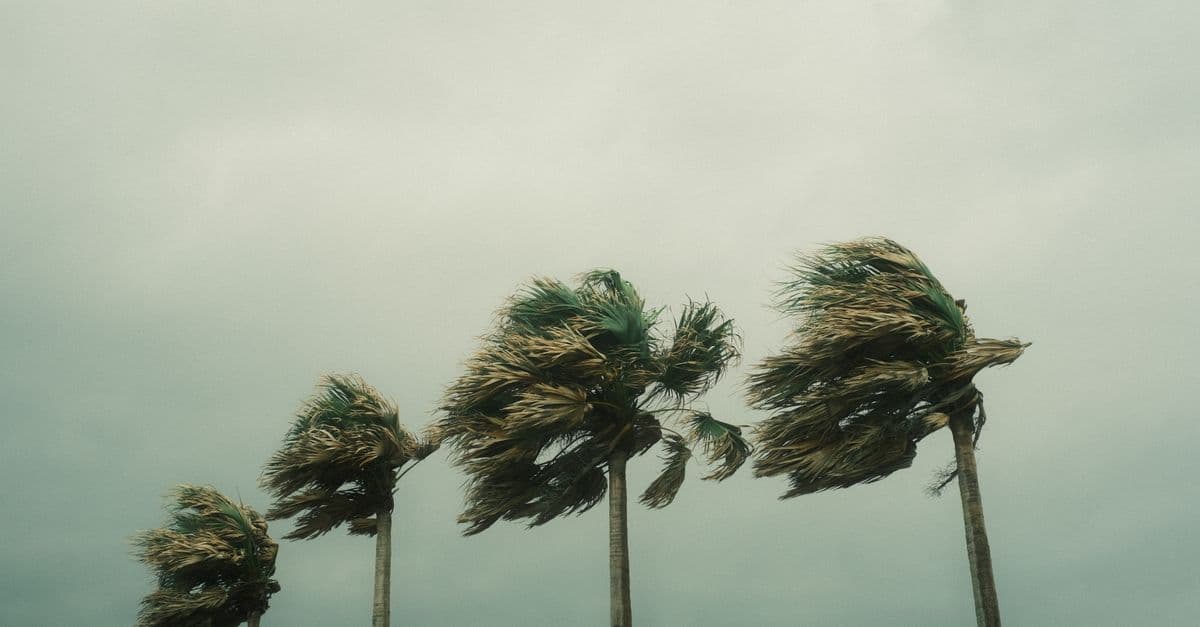 Palm trees bending under strong wind beneath heavy storm clouds